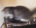 c_spinningcat