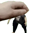 bnx3_petBaraa bnx3_petBaraa