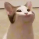 cat6