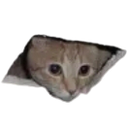 cat_head Discord emoji