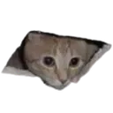 cat_head Discord Emoji