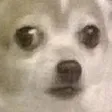 doog