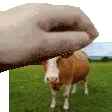 patcow
