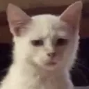 TT_catdisgust TT_catdisgust