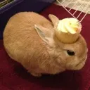 cupcake cupcake