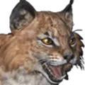 Bobcat