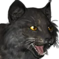 BobcatM
