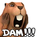 DamF