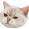 catRly catRly