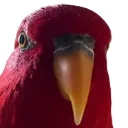 5960redbirbstare Discord Emoji