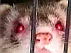 memoricalpepperjailferret