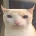 CatWide Discord Emoji