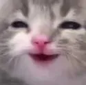 CatHappi_MMH CatHappi_MMH