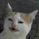 Cat_4
