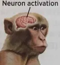 3a_neuron_monkey