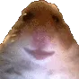 sHamStare sHamStare