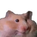 HamCheeks