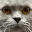 wtf_cat wtf_cat