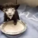 cat0