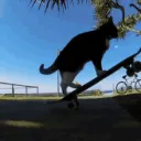 Cattocool