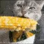 Cattocorn