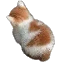 OPD_angykitty Discord Emoji