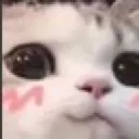 cat_shy
