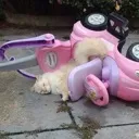 LeeAccident