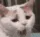 cat_yawn cat_yawn