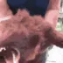 WOOFWOOFBARKMEOW