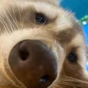 CloseRaccoon CloseRaccoon