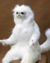 why