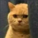 angry_SherMajesty