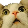 meow