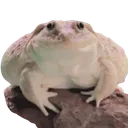 GLORG