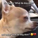 whatthedogdoin Discord emoji