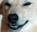grin_dog