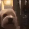dogbye