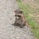 sadraccoon