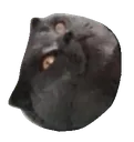 Catbread catbread Discord Emoji