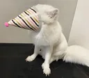 Partyfox