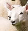 smilingsheep