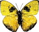 PYellowButterfly
