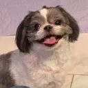 Happydog happydog Discord Emoji