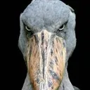 pissyshoebill