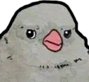 pigeon