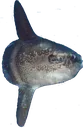 sunfish sunfish
