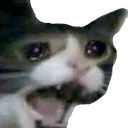 CatCry Discord Emoji
