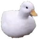 DuckD