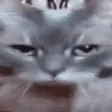 catleave